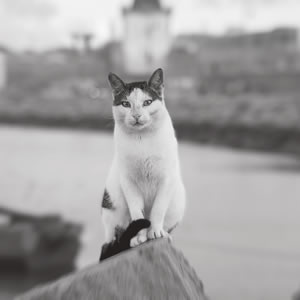 cat outstaring everybody