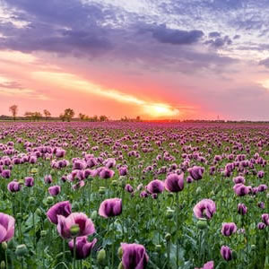 image of flowers in a field